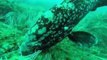 Grouper Fish Stalks Morey Eel Off Spanish Coast