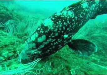 Grouper Fish Stalks Morey Eel Off Spanish Coast