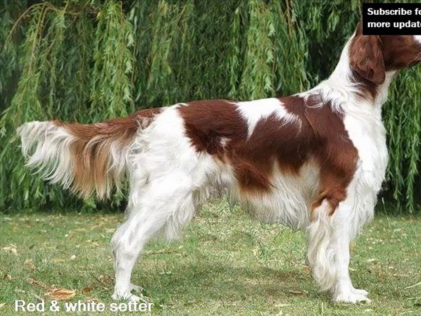 setter red and white