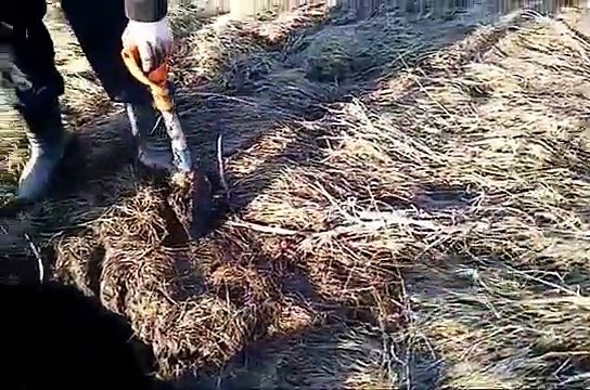 Пляжное золото суровая реальность Search with matalloiskatel