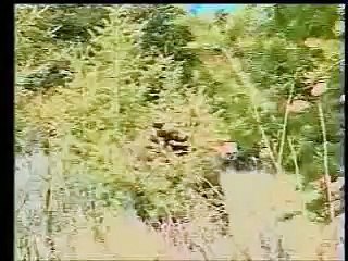 Real bear attack caught on camera-rbAsvMH9vzo