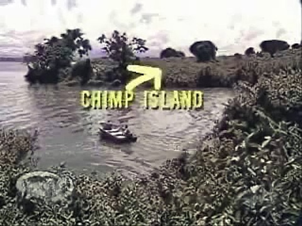 when chimps attack-Y5vE3VQdLa4