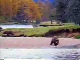 bear attack man-f94WI-0chv4