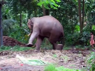 Elephant kicking at Annakota, Guruvayoor, Trichur, Kerala-6yCBe1GIn1c