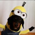 Perros Minions! JAJAJA Debes ver este Video es muy divertido