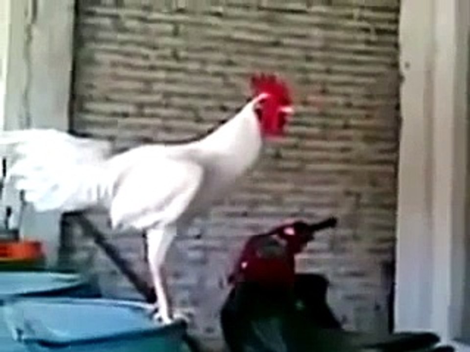 Öterken kahkaha atan horoz (komik videolar)