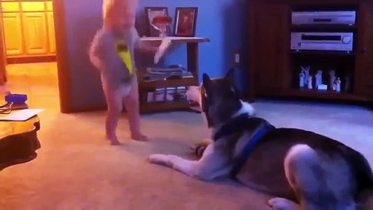 Sibirya Kurdu ile Bebeğin Komik Oyunu