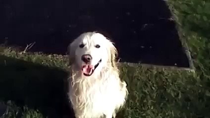 Dog playing on the slide
