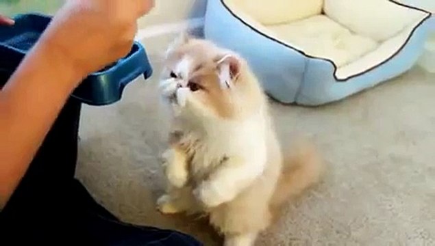 Gato Come Con Palos Chinos ★ humor gatos - video divertido gatos chistosos risa gato