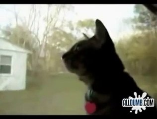 GATO QUE LADRA COMO PERRO!! IMPERDIBLE!! humor gatos - video divertido gatos chistosos
