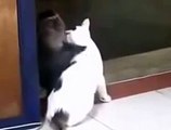 Gato Y Mono Se Besan Como Amantes!! ★ Gato divertido gato chistoso gato tierno loco risa humor