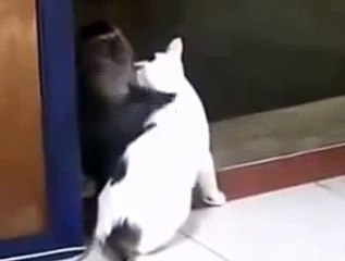 Gato Y Mono Se Besan Como Amantes!! ★ Gato divertido gato chistoso gato tierno loco risa humor