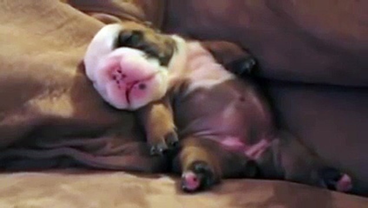 English Bulldog Puppy Dreaming