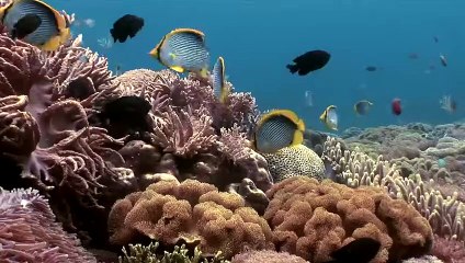 Wonderful Indonesia - Komodo Labuan Bajo