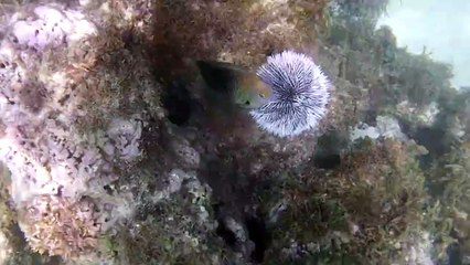 Snorkeler Attacked By Fish