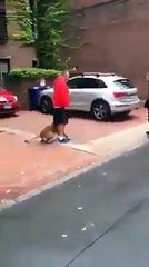 It s incredible trained dog