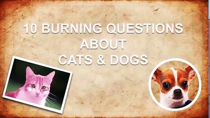 Why Do Cats Hate Water + 9 More Animal Mysteries