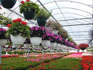 Phool (Flowers) Types Dr.Ashraf Sahibzada