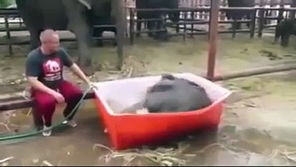 Baby elephant taking a bath