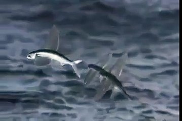 Allah Ki Qudrat - SubhanAllah