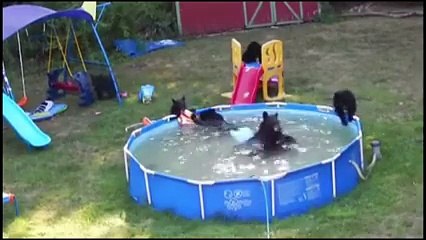 It's a bear cub pool party