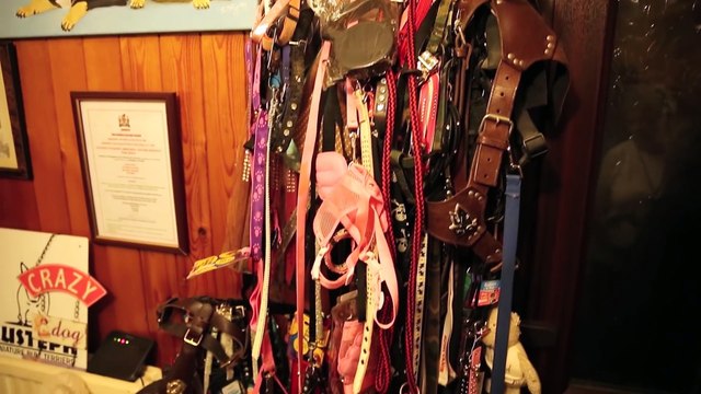 Cette femme vit avec 41 chiens dans sa maison... Dingue!