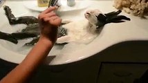 15 aylık minik tavşanın su  ilk Buluşması - Funny Video - video Droles