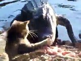 Cesur kedi timsaha kafa tuttu - Funny Video - video Droles