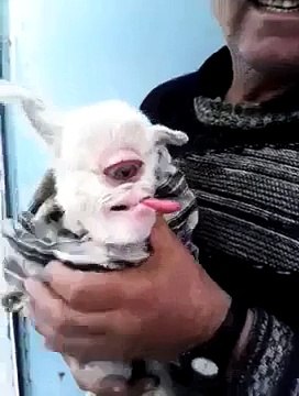 Gözlerinize inanamayacaksınız! Tek gözlü oğlak! Kıyamet alameti mi- İZMİRBERGAMA - Funny Video - video Droles