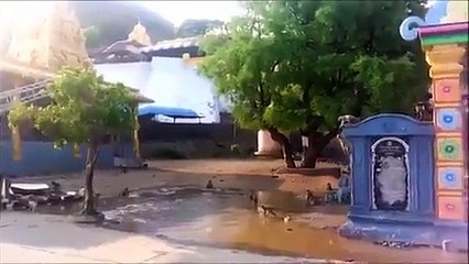 Su birikintisinde çılgınca eğlenen maymunlar - Funny Video - video Droles