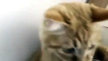 Süpürge ile oynayan sevimli kedi - Funny Video - video Droles