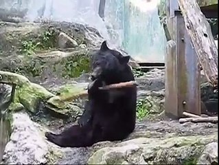 Check out the real Kung Fu Panda