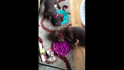 Puppies Bump Into Each Other While Circling Food Bowls