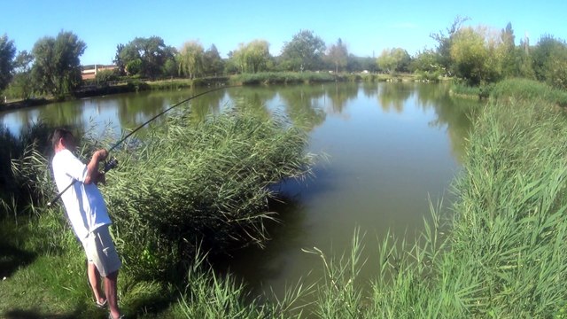 Pêche grosse carpe en étang