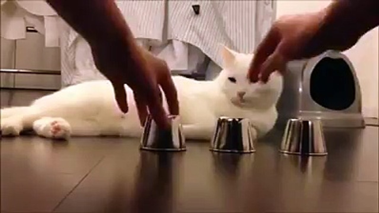 Cato intelegento