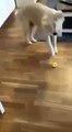 Dog tasting lemon for the first time!