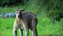 Giant kangaroo moves into Brisbane suburb in Australia