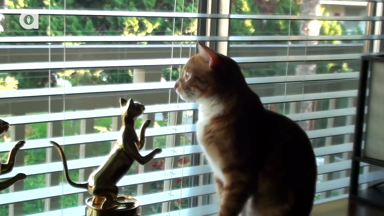 What Cats See...