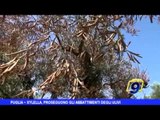 PUGLIA | Xylella, proseguono gli abbattimenti degli ulivi