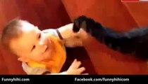 Funny Videos - Funny Cats - Funny Dogs - Funny Dog Videos - Funny Cats and Dogs