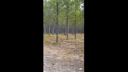 Scary footage of a wolf attacking a dog