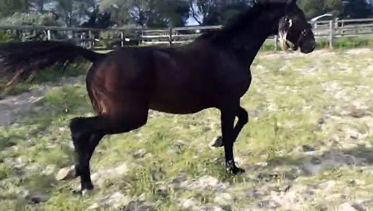 EROS FOREVER AU PADDOCK