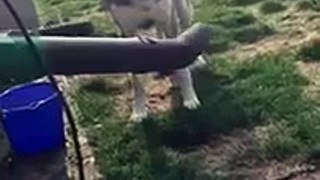 Wolf dog hybrid fascinated with leaf blower