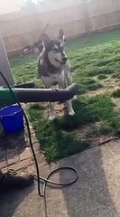 Wolf dog hybrid fascinated with leaf blower