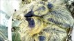 Amazing Beautiful & Cute Baby Pigeons Doves Bird - Birds Planet - Nature Documentary HD