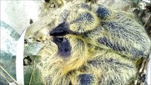 Amazing Beautiful & Cute Baby Pigeons Doves Bird - Birds Planet - Nature Documentary HD