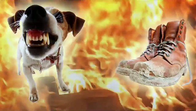 Ecco cosa succede a mettere le scarpe ai cani