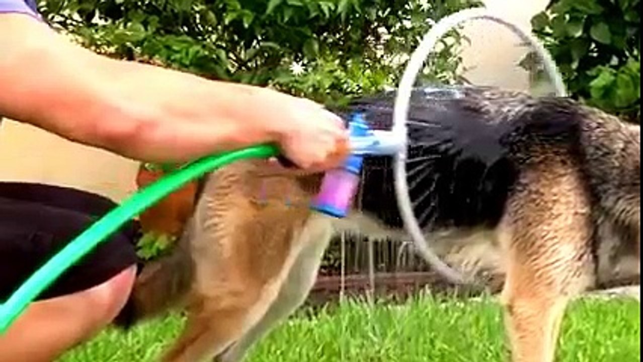 every dog owner needs one of these