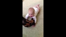 Baby pukes all over dog - Babies Mastia