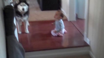 Husky Howls Along With Baby- Babies Mastia